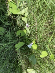 Ipomoea amnicola