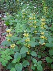 Lamium galeobdolon