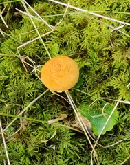 Cystoderma