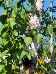 Betula papyrifera