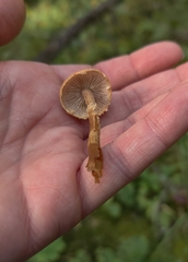 Cystoderma