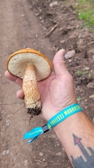 Leccinum insigne
