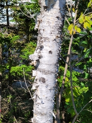 Betula papyrifera