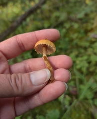 Cystoderma