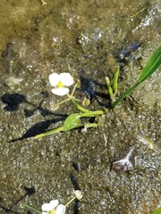 Sagittaria graminea