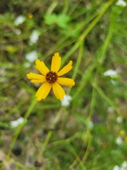 Coreopsis