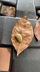Prolimacodes badia
