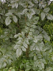 Fraxinus excelsior