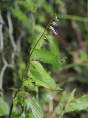 Rhynchoglossum obliquum