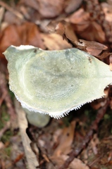 Russula virescens