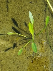 Sagittaria graminea