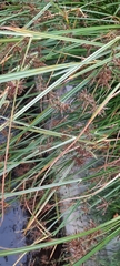 Cyperus rotundus