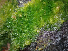 Riccardia