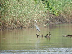 Ardea cinerea cinerea