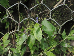 Rhynchoglossum obliquum