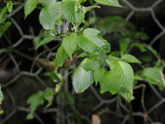 Rhynchoglossum obliquum