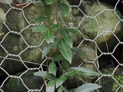 Tetrastigma formosanum