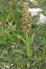 Dactylorhiza viridis