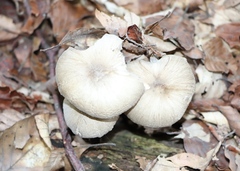 Porotheleaceae