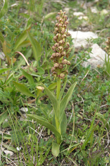 Dactylorhiza viridis