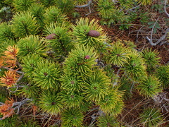 Pinus contorta contorta