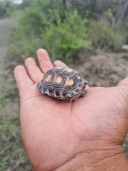 Gopherus berlandieri