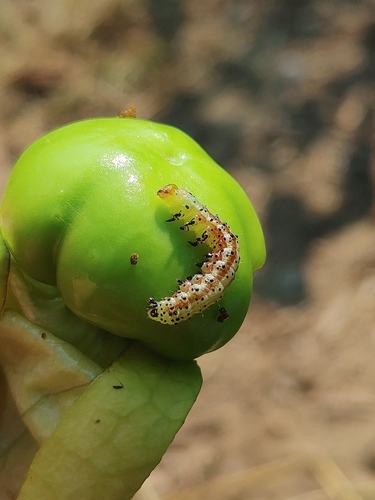 Subflexus Straw Moth photo 2
