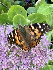 Vanessa cardui