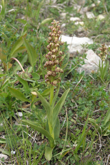 Dactylorhiza viridis