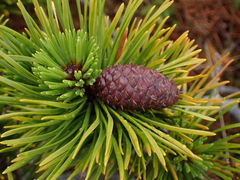 Pinus contorta contorta