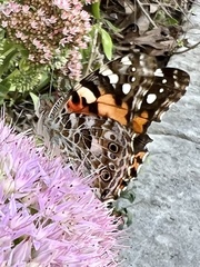 Vanessa cardui