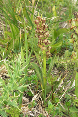 Dactylorhiza viridis