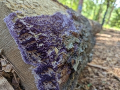 Phlebiopsis crassa