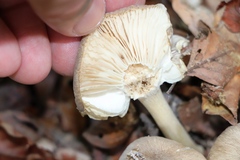Porotheleaceae