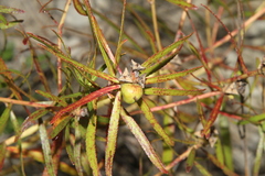 Stillingia texana
