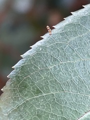 Porphyrosela minuta