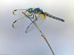 Neurothemis oligoneura