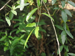 Tetrastigma formosanum