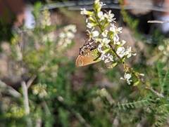 Callophrys gryneus
