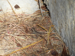 Sceloporus parvus