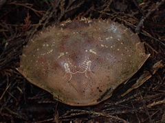 Metacarcinus magister