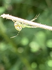 Mangora