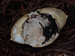 Metacarcinus magister