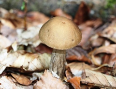 Leccinellum pseudoscabrum