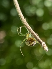 Mangora
