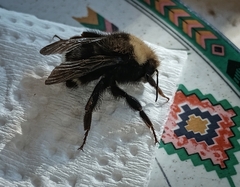 Bombus caliginosus