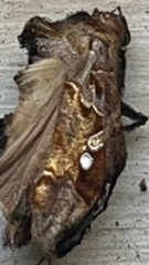 Chrysodeixis eriosoma