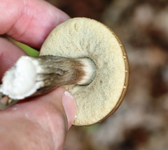 Leccinellum pseudoscabrum