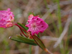 Kalmia microphylla