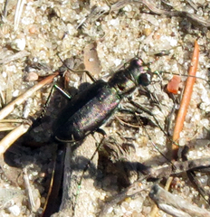 Cicindela punctulata punctulata